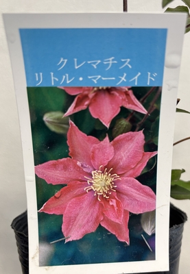 クレマチス リトル&middot;マーメイド