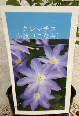 クレマチス 小波(こなみ)