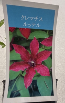 クレマチス ルッテル