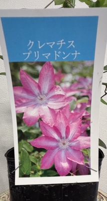 クレマチス プリマドンナ