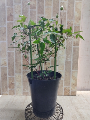 クレマチス　「大河」