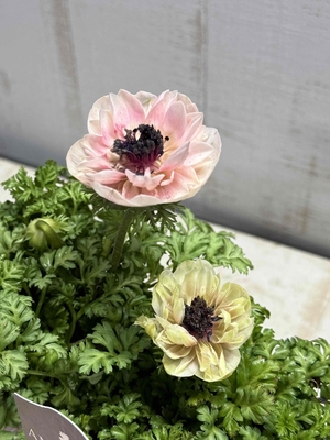 アネモネ　アンアリス【2株セット】今シーズンラスト1セット