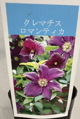 クレマチス ロマンティカ