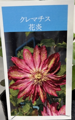 クレマチス 花炎