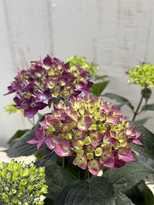 山アジサイ　十六夜