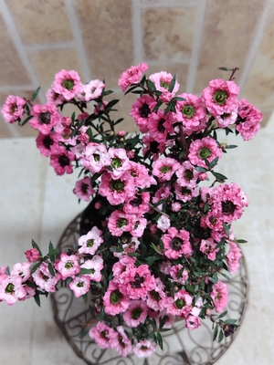 ギョリュウバイアンティークカラー【現品264】