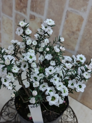 ギョリュウバイアンティークカラー【現品267】