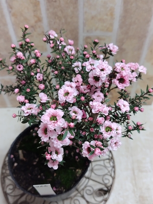 ギョリュウバイアンティークカラー【現品266】