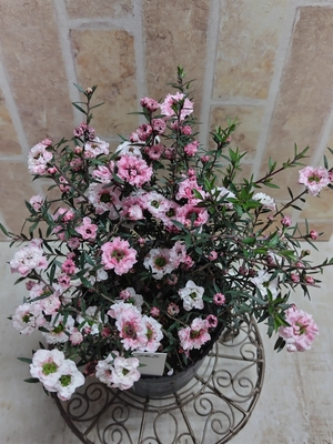 ギョリュウバイアンティークカラー【現品265】