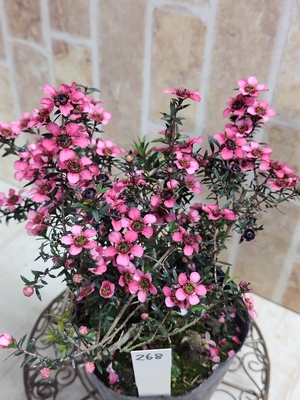 アンティークギョリュウバイ【現品268】