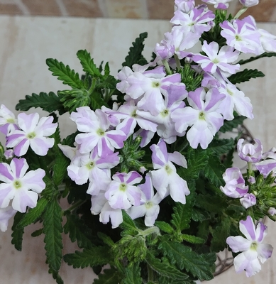 バーベナ　チェロエスティーボ　快晴の夏空