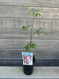 クレマチス ハーグレイ・ハイブリット