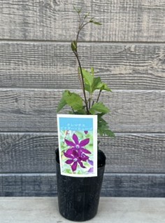 クレマチス　ビクター・ヒューゴ