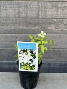 クレマチス　モンタナ　金色（こんじき）