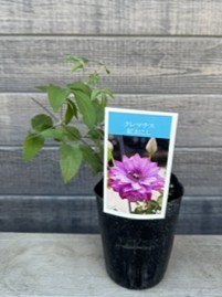 クレマチス　紅おこし