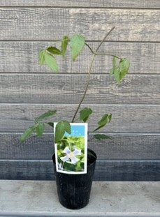 クレマチス　チャッツワース