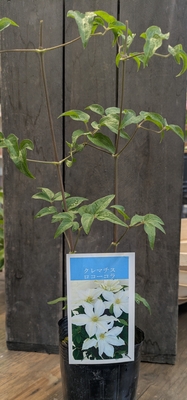 クレマチス　ロコーロラ