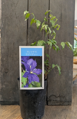 クレマチス　ラプソディー