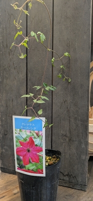 クレマチス　カーメンシタ