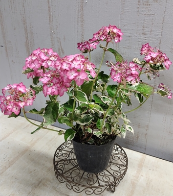 山アジサイ　御殿場錦　(斑入り)