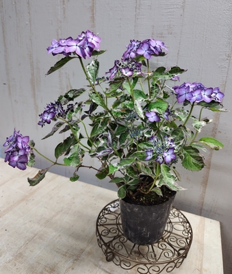 山アジサイ　陽炎　(斑入り)