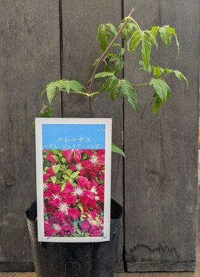 クレマチス　マダム・ジュリア・コレボン