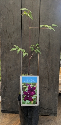 クレマチス　ダーク・アイズ