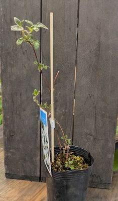 クレマチス　プロスペリティー