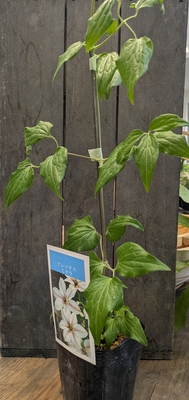 クレマチス　ミクラ