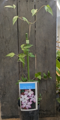 クレマチス　フォンド・メモリーズ 