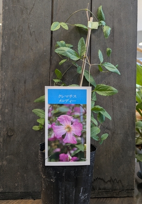 クレマチス　メロディー