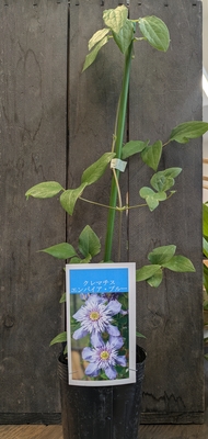 クレマチス　エンパイア・ブルー