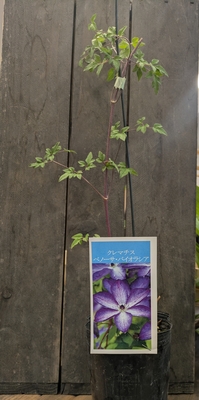 クレマチス　べノーサ・バイオラシア