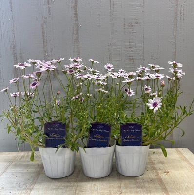 フェリシア　スプリングメルヘン　【３株セット】