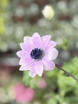 アネモネ　パブニナ　スペシャルカラーSP【現品207】