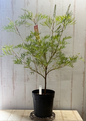 グレビレア　ピーチ＆クリーム【現品270】