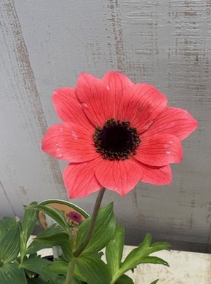 アネモネ　パブニナ　スペシャルカラー【現品271】