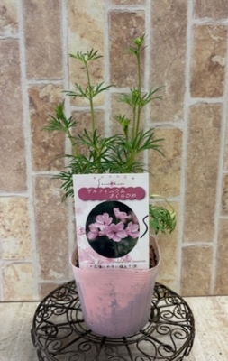 デルフィニウム　さくらひめ