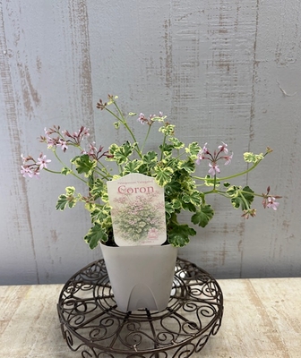 斑入りナツメグゼラニウム　コロン