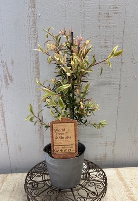 レプトスペルマム　ポンテグロー