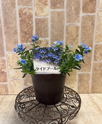 タイドプール　スカイブルー（丈夫で花付き良い）