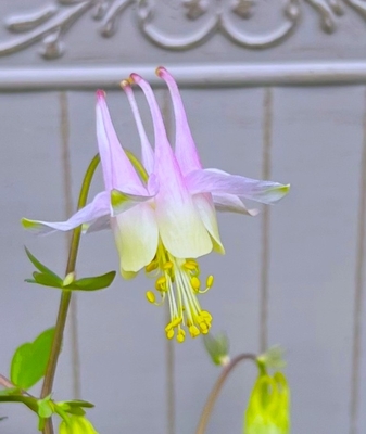 オダマキピンクランタン　（カナダオダマキ）今シーズン少しだけ入荷できました