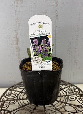 ミソガワソウ　ブルードリームス