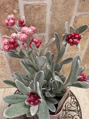 ヘリクリサム　ルビークラスター