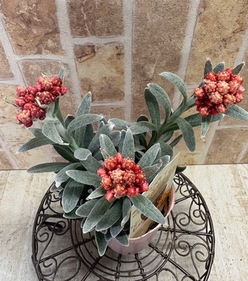 ヘリクリサム　エンバーグロウ