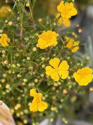 ヒベルティア　サニースマイルレモン