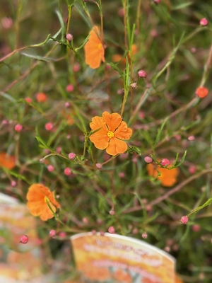 ヒベルティア　サニースマイルオレンジ