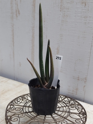 アロエ　スザンナエ【現品No.272】