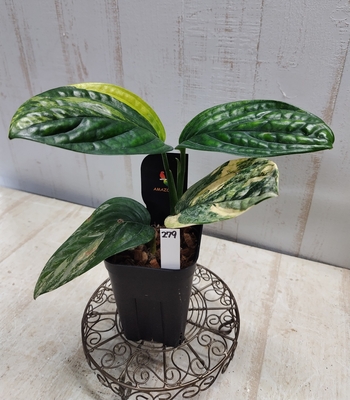 モンステラ　カルステニアナム　バリエガータ(ペルー)【現品279】