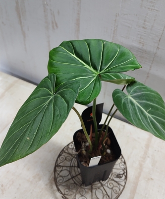 フィロデンドロン　グロリオサム【現品278】